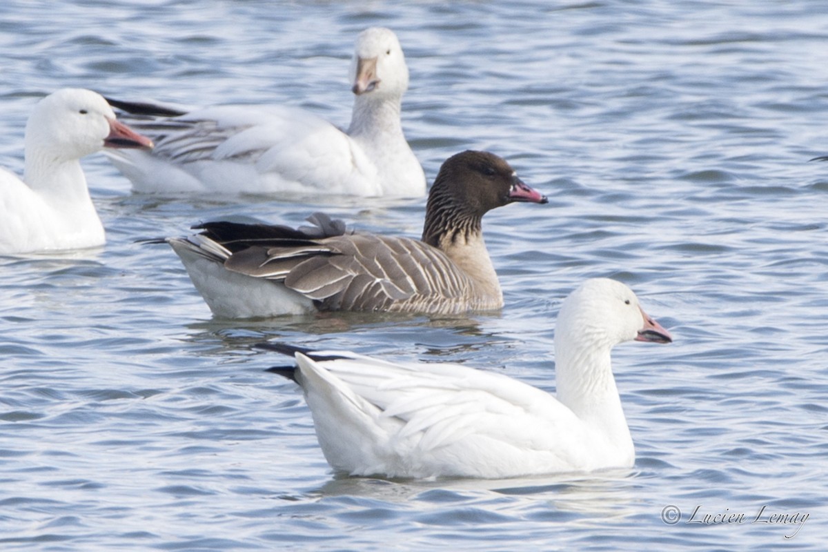 Pink-footed Goose - ML26844951