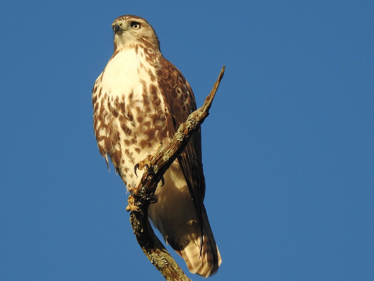 Red-tailed Hawk - ML268451671