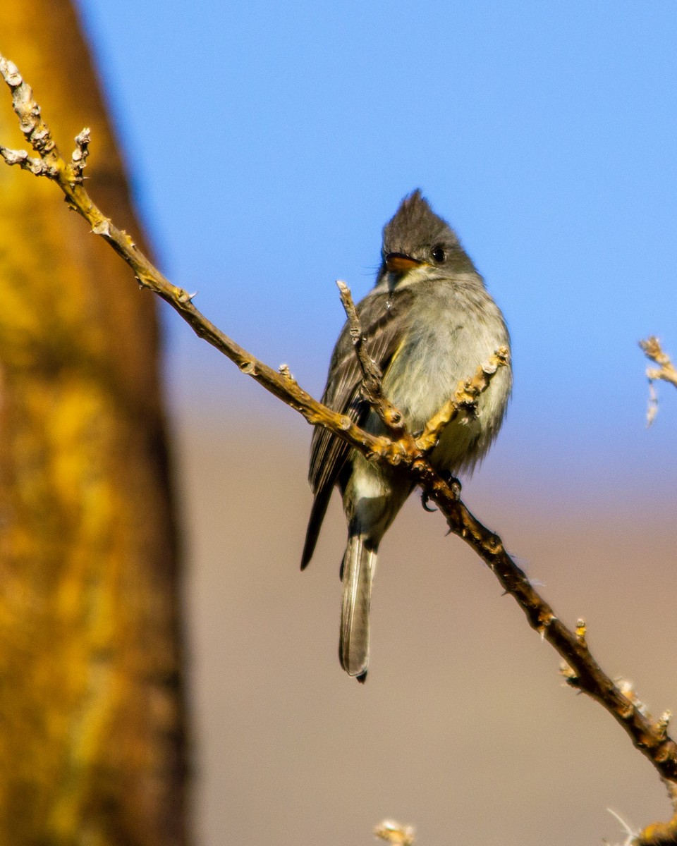 Greater Pewee - ML268457541