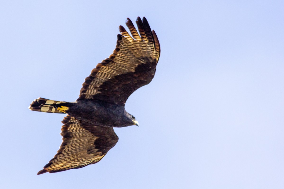 Zone-tailed Hawk - Tim Ludwick