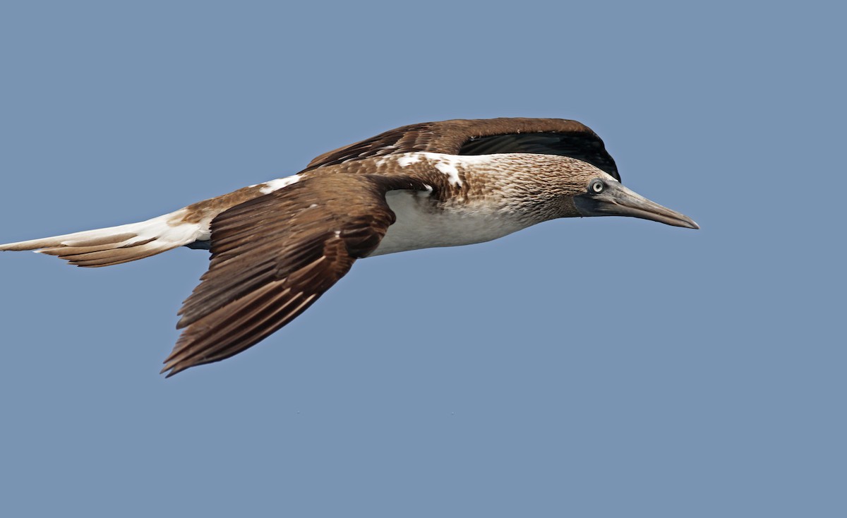 Blue-footed Booby - ML26846681