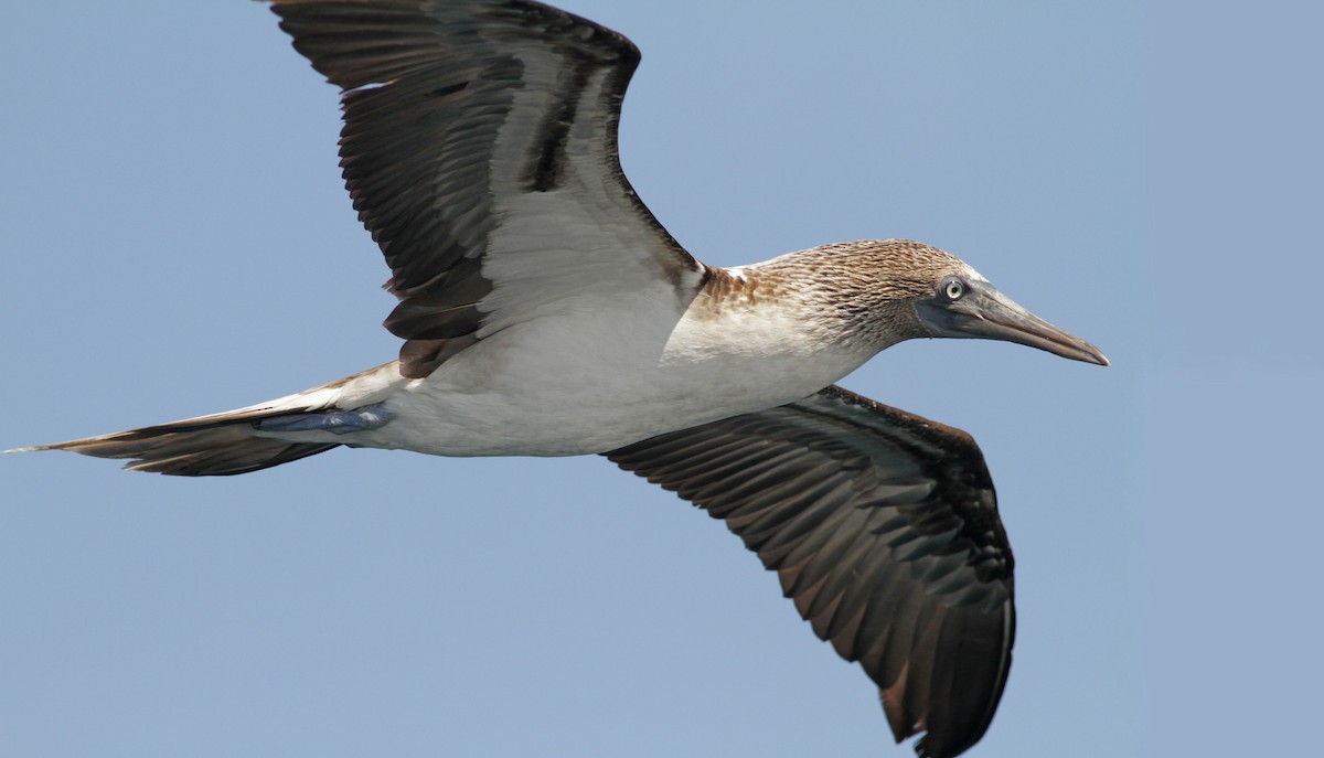 Blue-footed Booby - Ian Davies