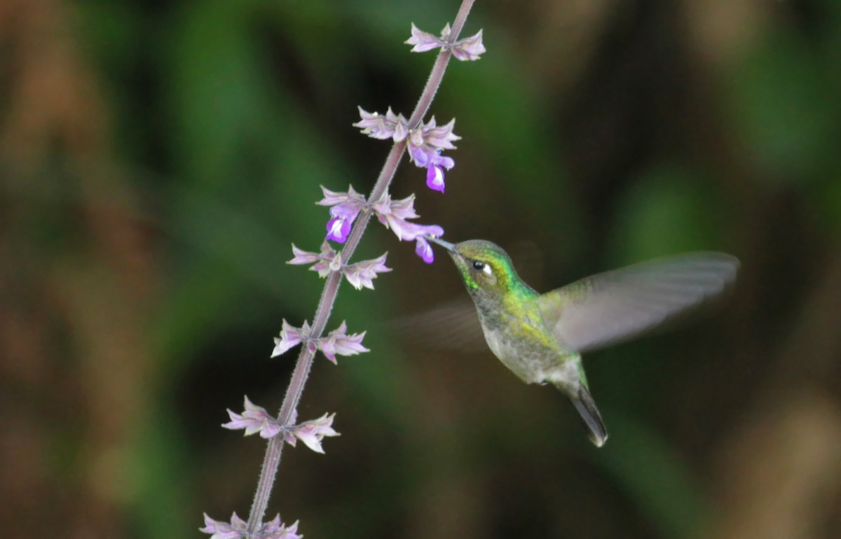 Emerald-chinned Hummingbird - Ian Davies