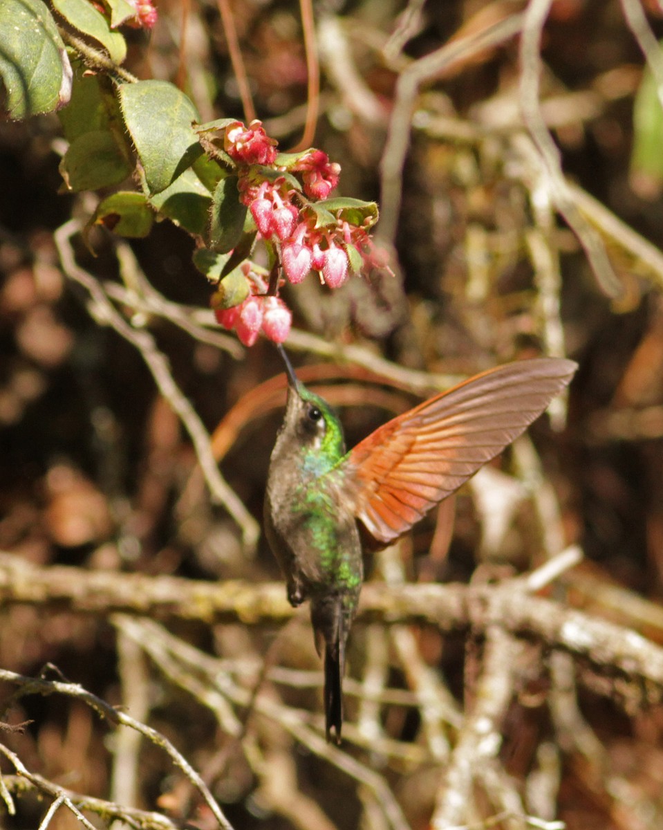 Garnet-throated Hummingbird - Ian Davies