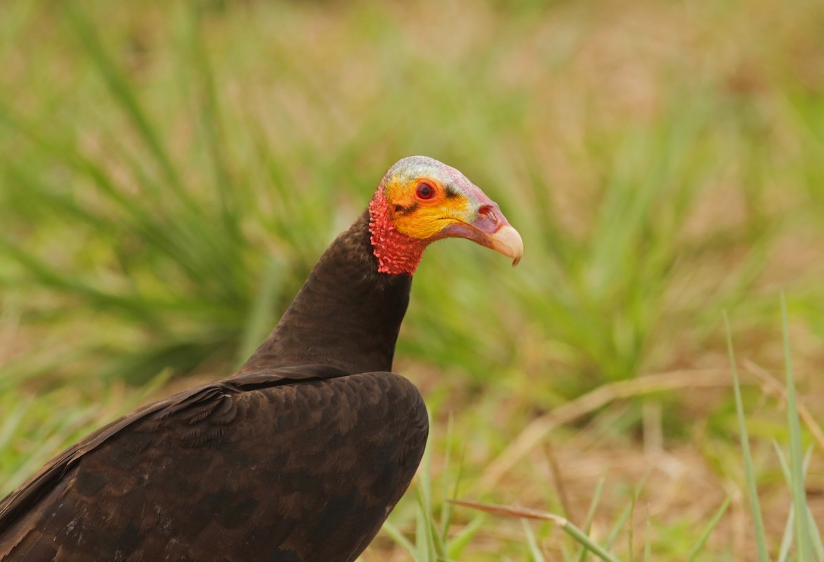 Lesser Yellow-headed Vulture - Ian Davies
