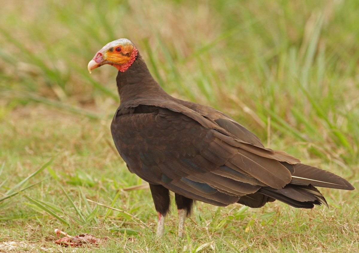 Lesser Yellow-headed Vulture - Ian Davies
