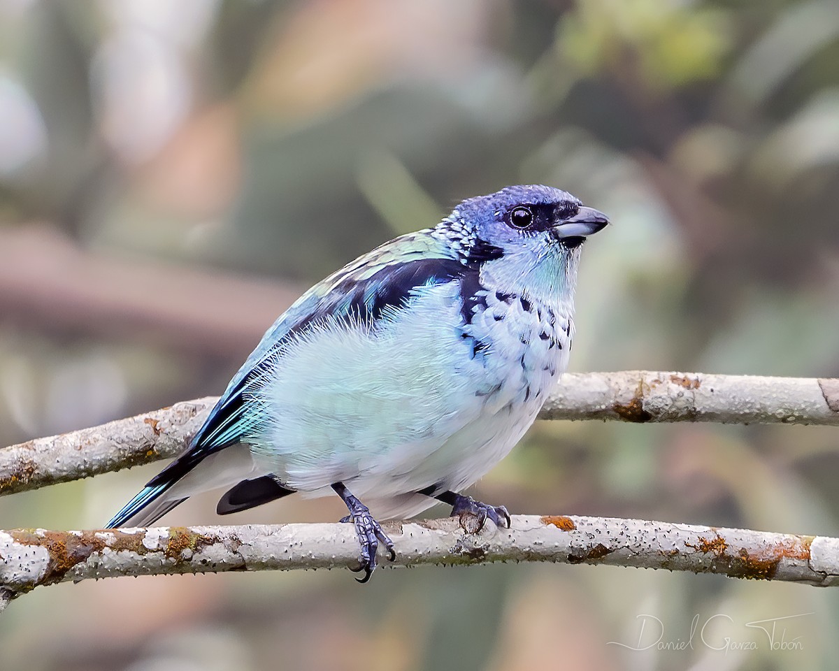 Azure-rumped Tanager - ML268476191