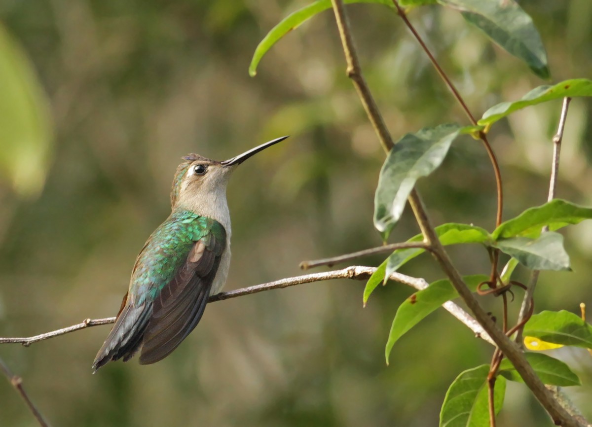 kolibřík klínoocasý - ML26847791