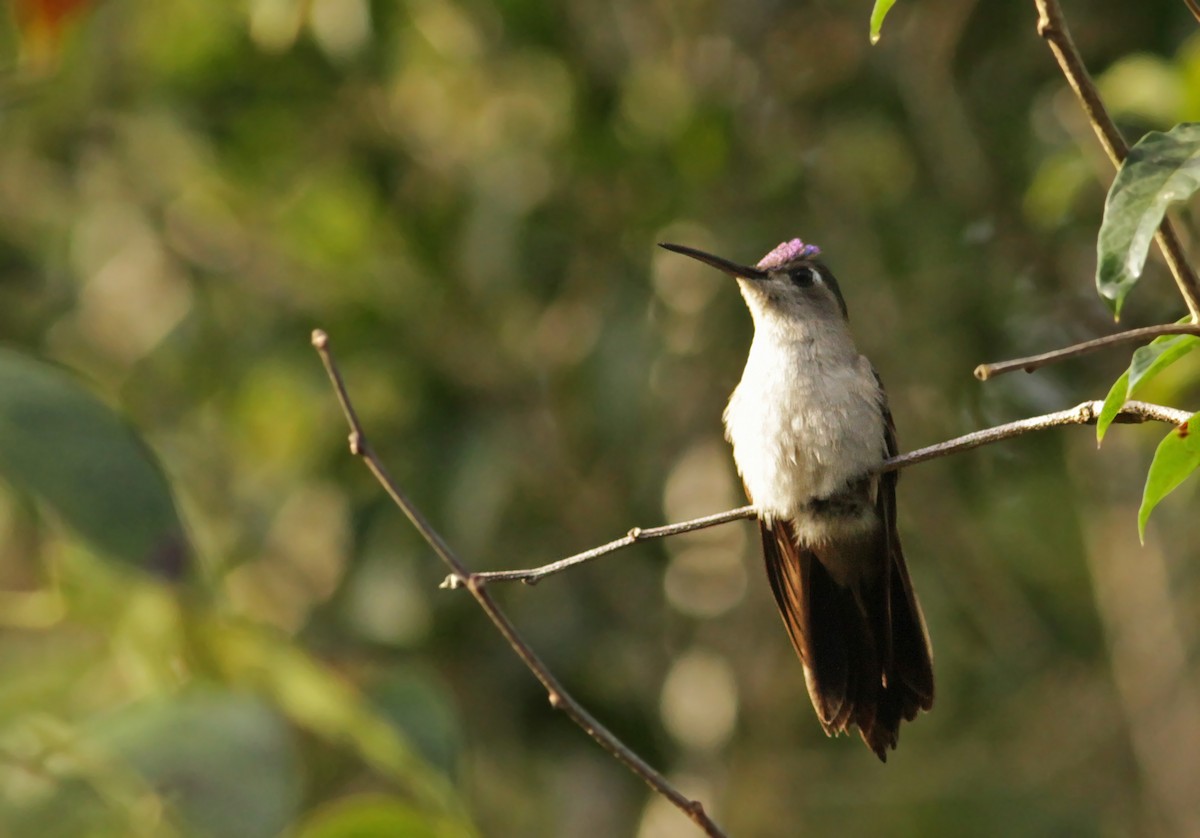 kolibřík klínoocasý - ML26847801