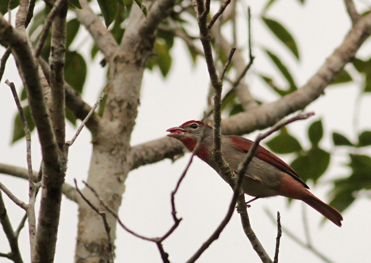 Rose-throated Tanager - ML26847831