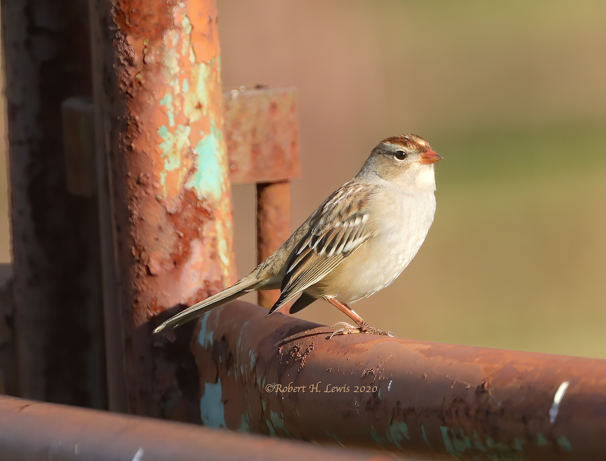 White-crowned Sparrow - ML268484511