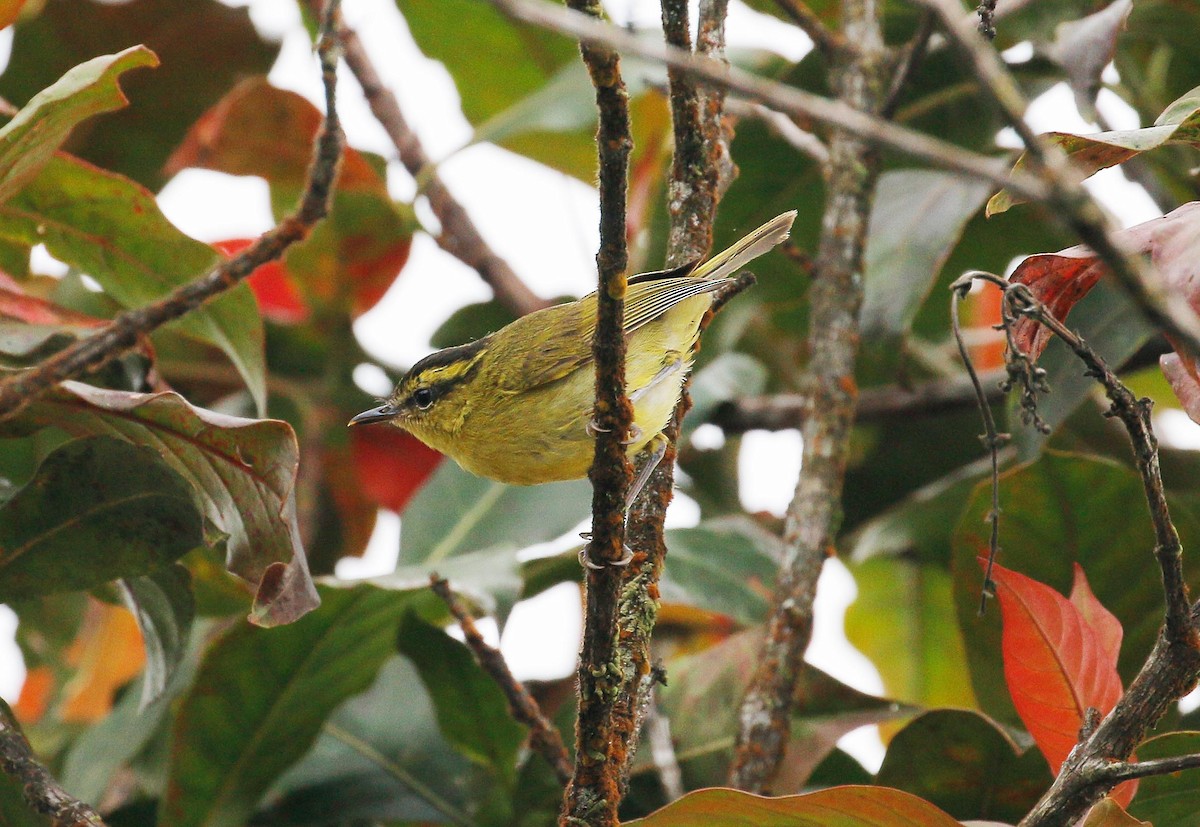 Mountain Leaf Warbler - Neoh Hor Kee