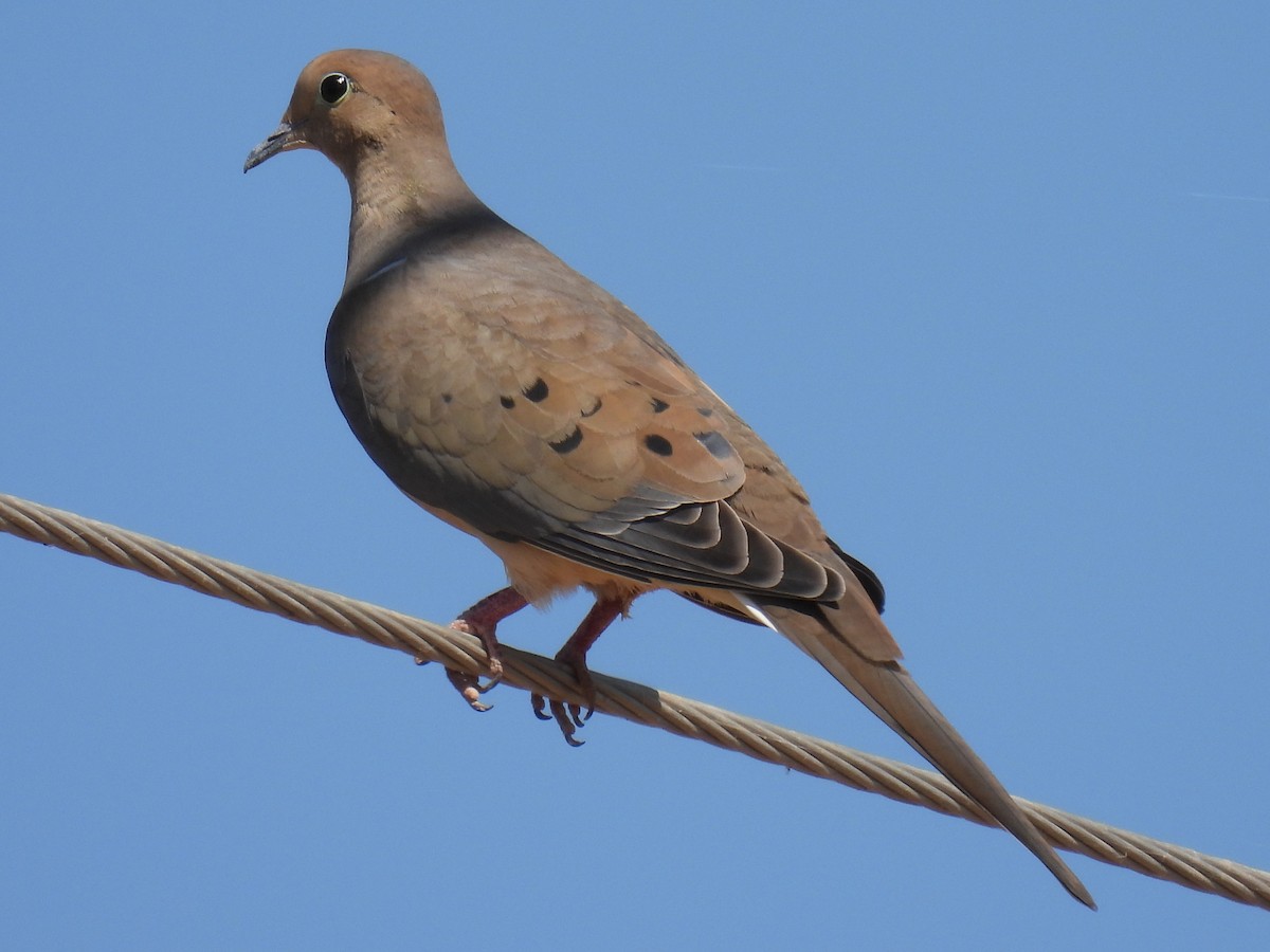 Mourning Dove - Pam Griffin