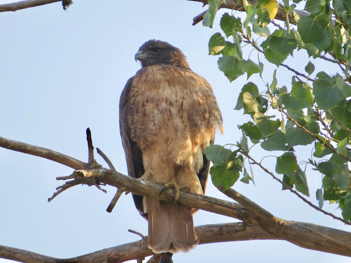 Red-tailed Hawk - ML268487961