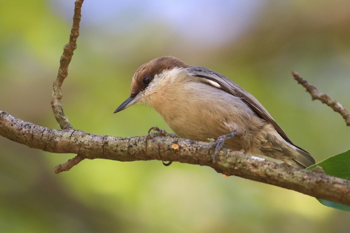 Brown-headed Nuthatch - Martina Nordstrand