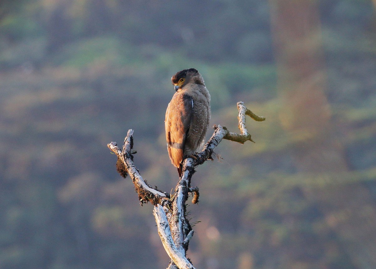Crested Serpent-Eagle - ML26849121