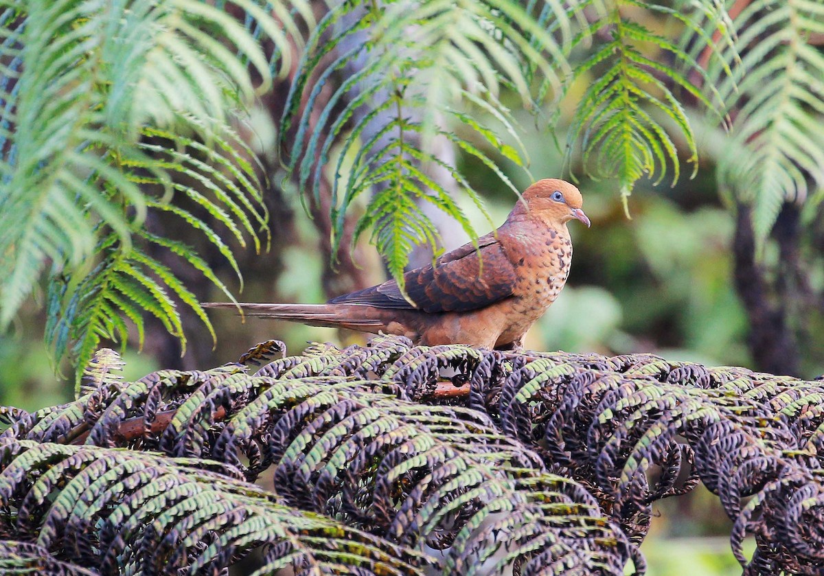 Little Cuckoo-Dove - Macropygia ruficeps - Birds of the World