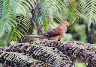  - Little Cuckoo-Dove