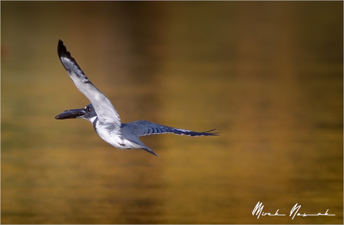 Belted Kingfisher - Mirek Nowak