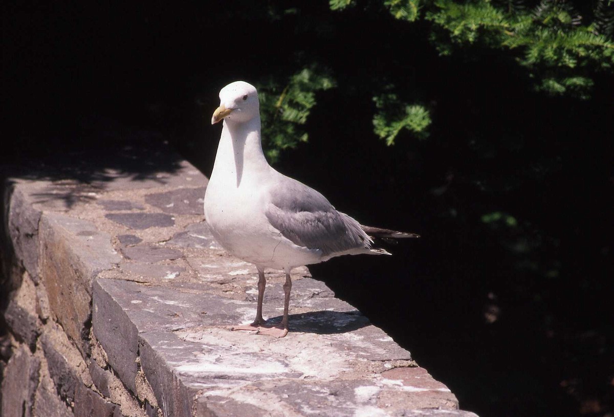 Herring Gull (American) - Simon Tonge
