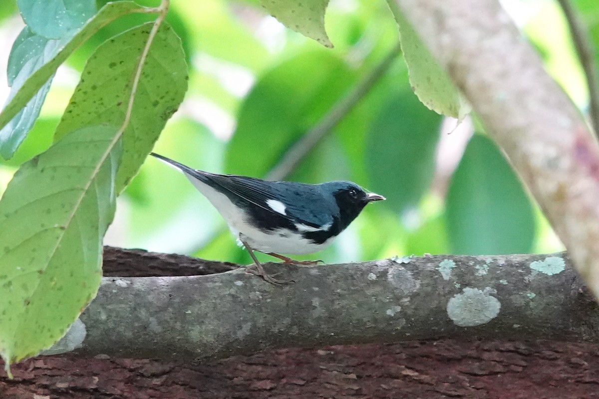 Black-throated Blue Warbler - Kathryn Young