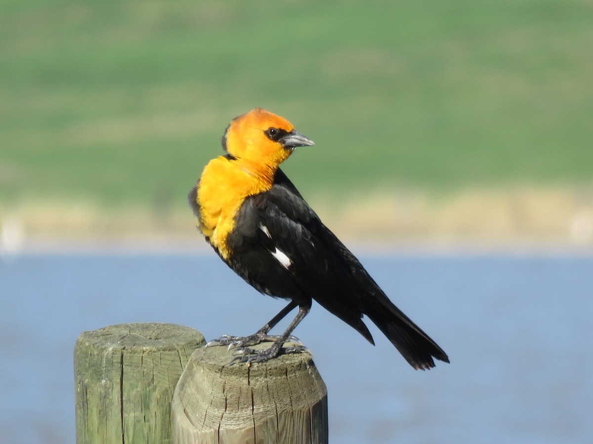 Yellow-headed Blackbird - ML26850311