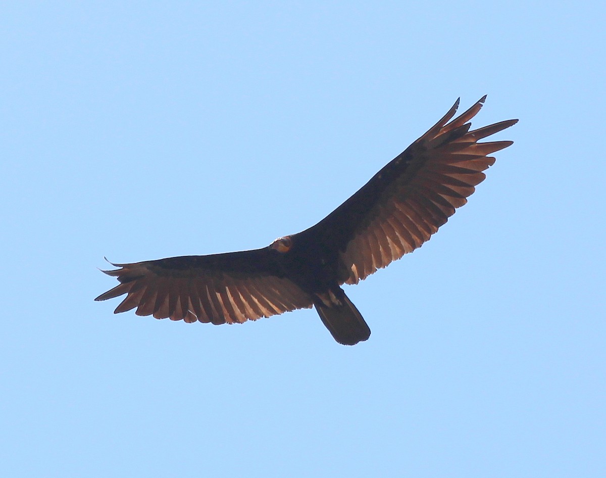 Greater Yellow-headed Vulture - Elby Anderson A Silva