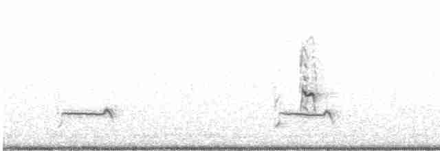 Little Tern - ML268508971