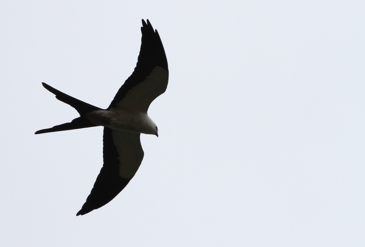 Swallow-tailed Kite - Ian Davies