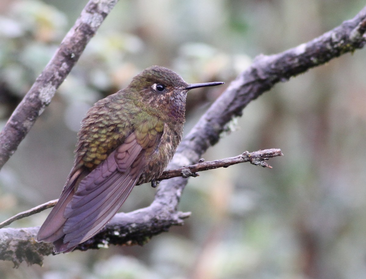 Violet-throated Metaltail - ML26851271