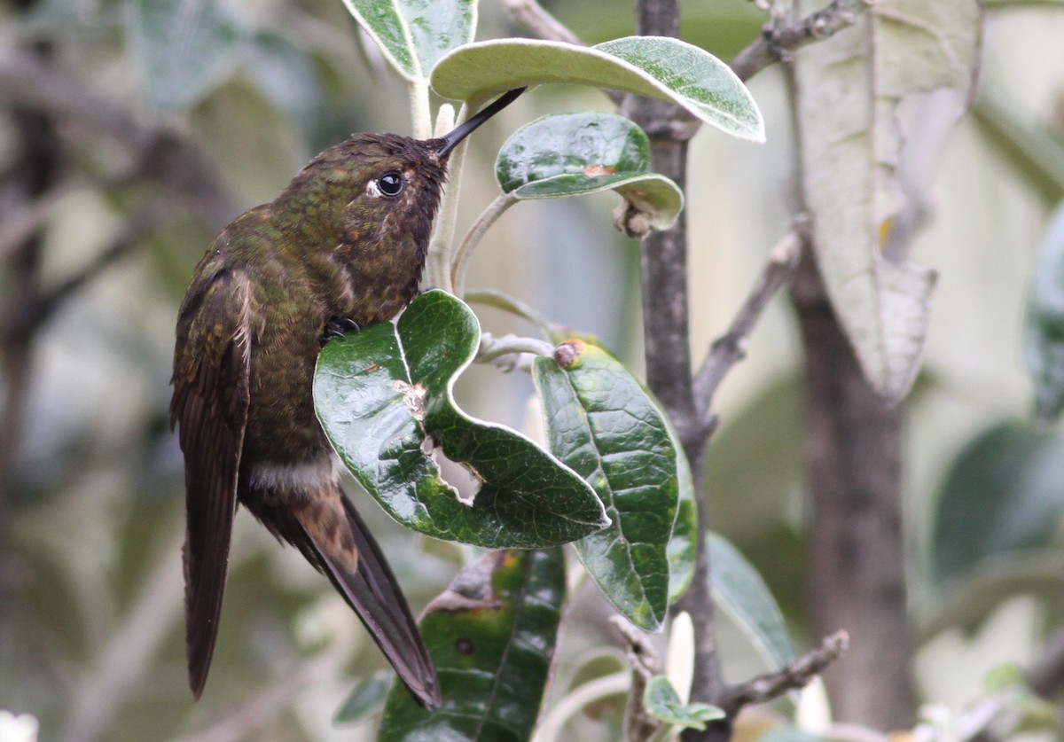 Violet-throated Metaltail - ML26851281
