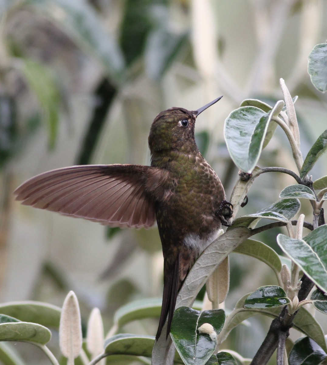 Violet-throated Metaltail - ML26851291