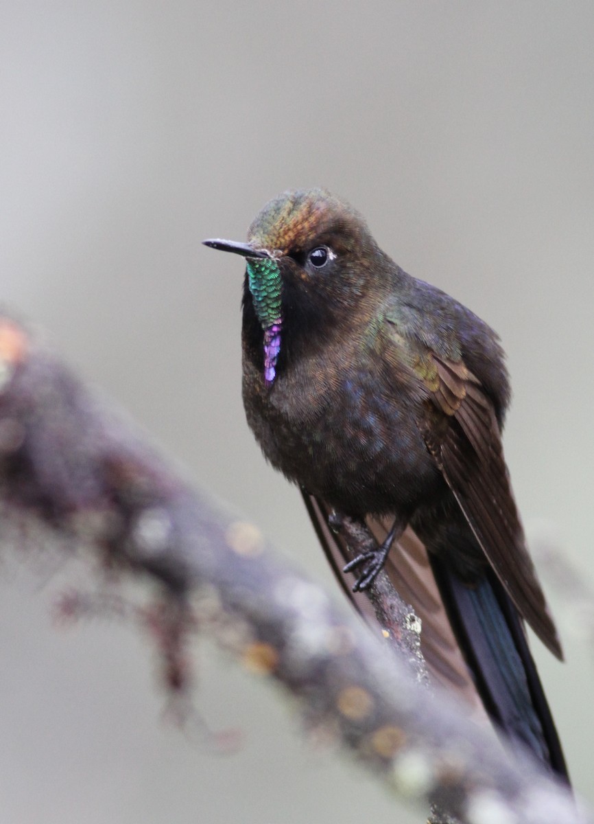 kolibřík modropláštíkový - ML26851461