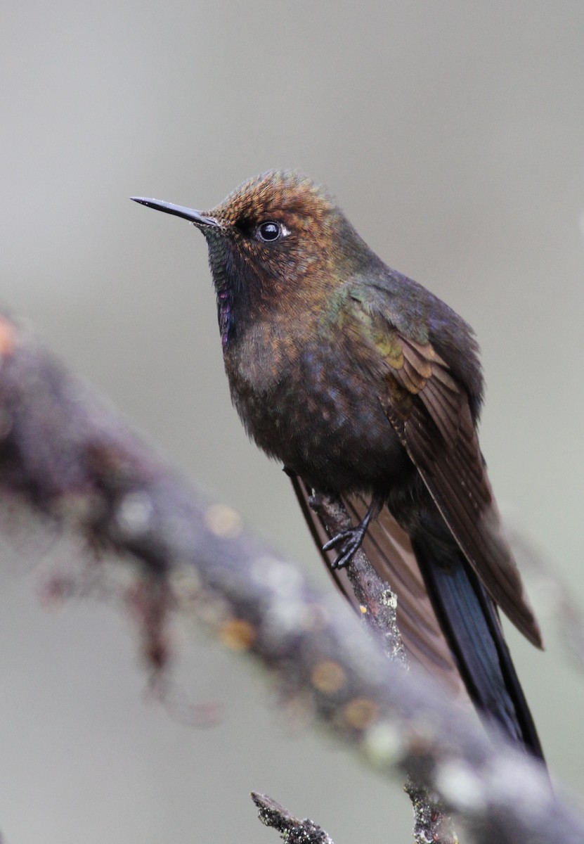 kolibřík modropláštíkový - ML26851491
