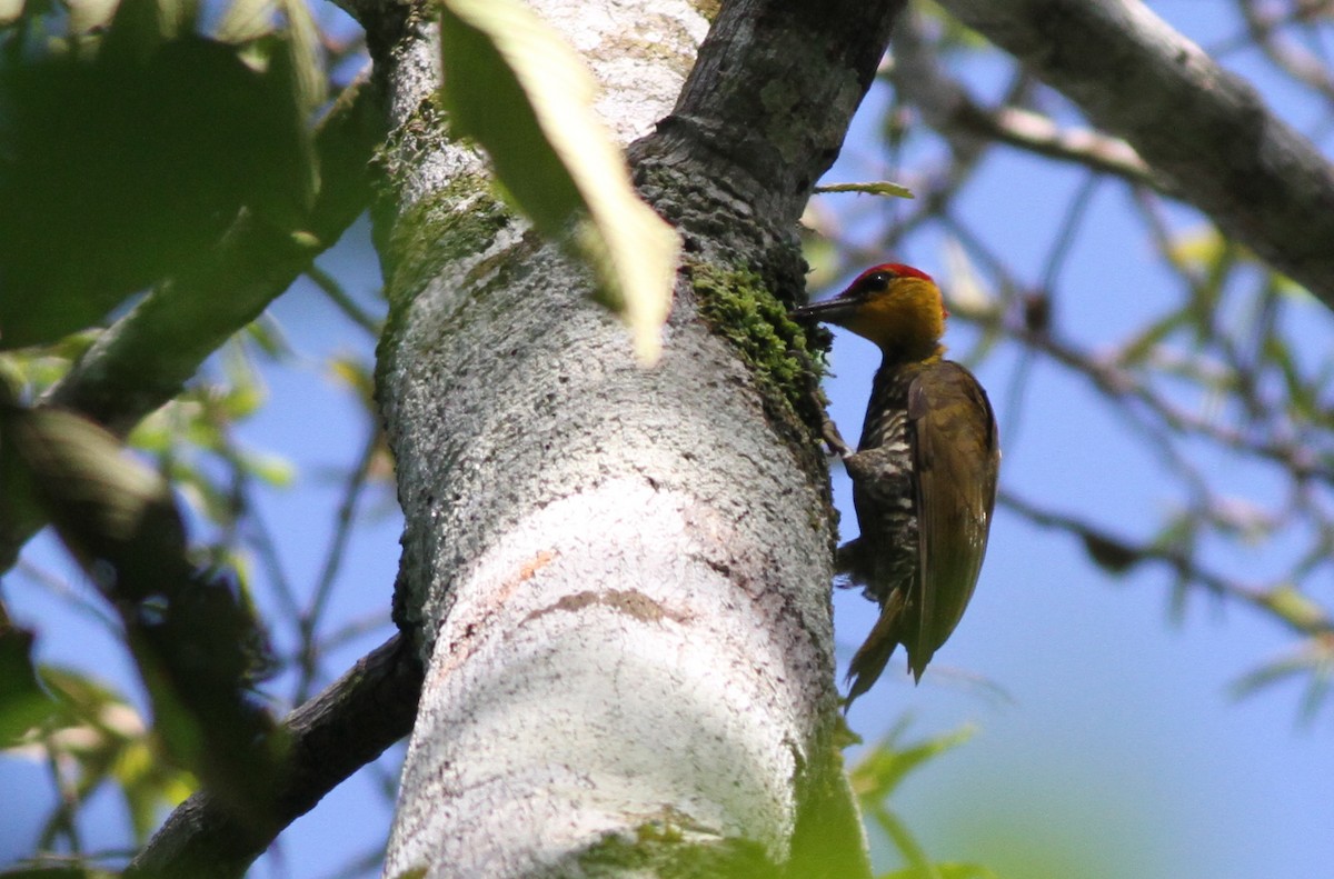 Yellow-throated Woodpecker - Ian Davies