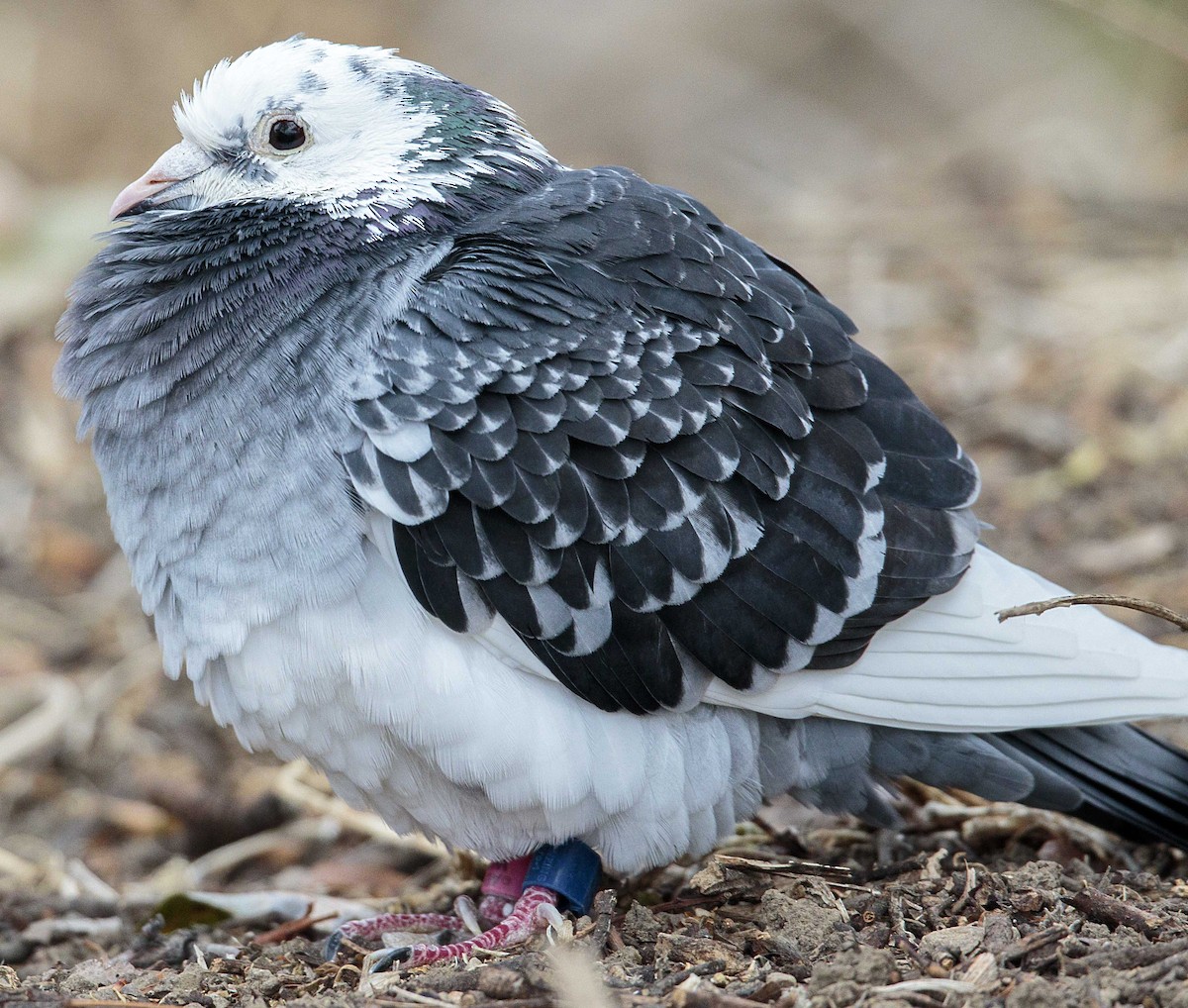 Rock Pigeon (Feral Pigeon) - Bradley Hacker 🦜