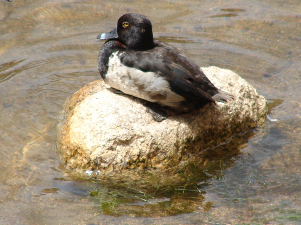 Ring-necked Duck - James Nelson