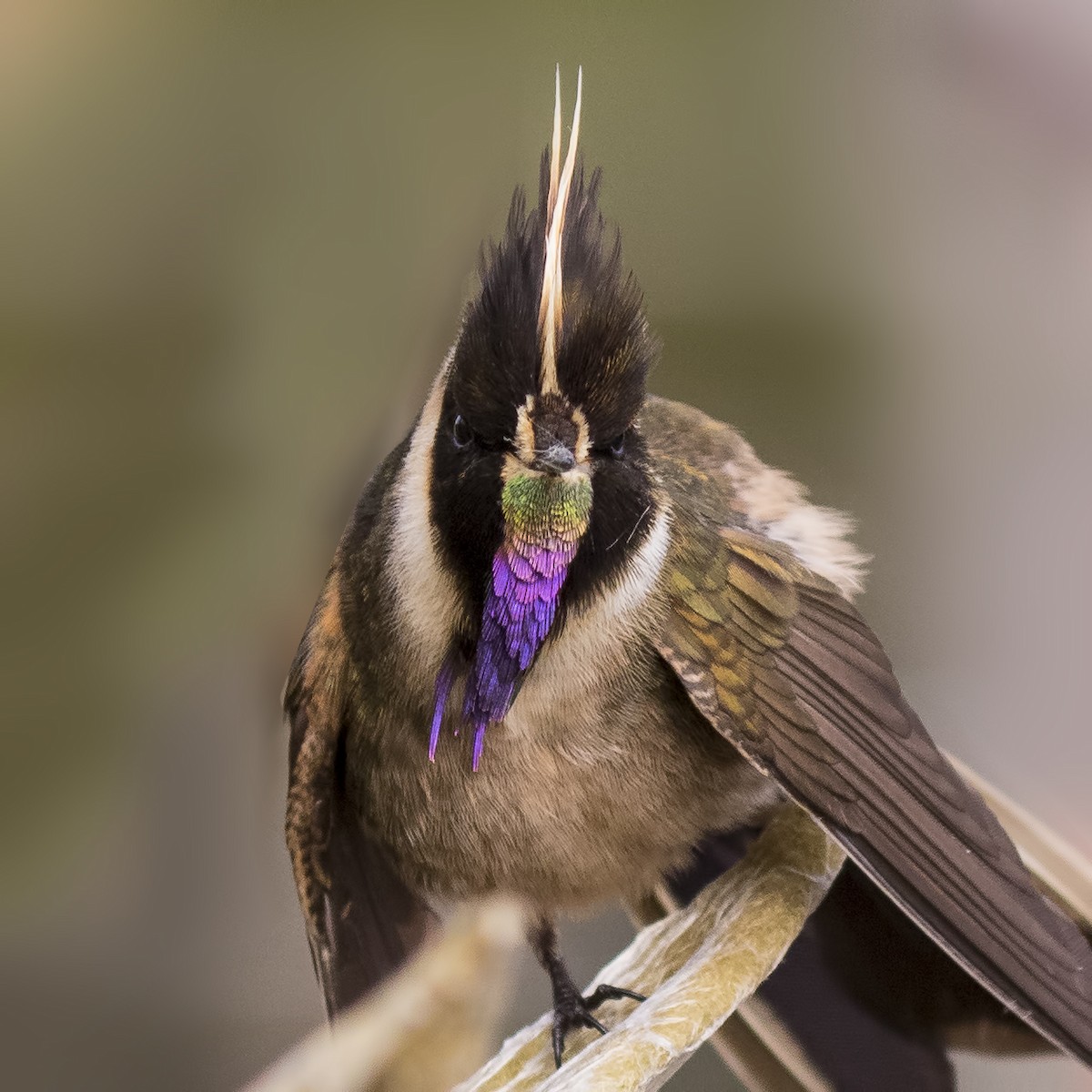kolibřík tolimský - ML26853351