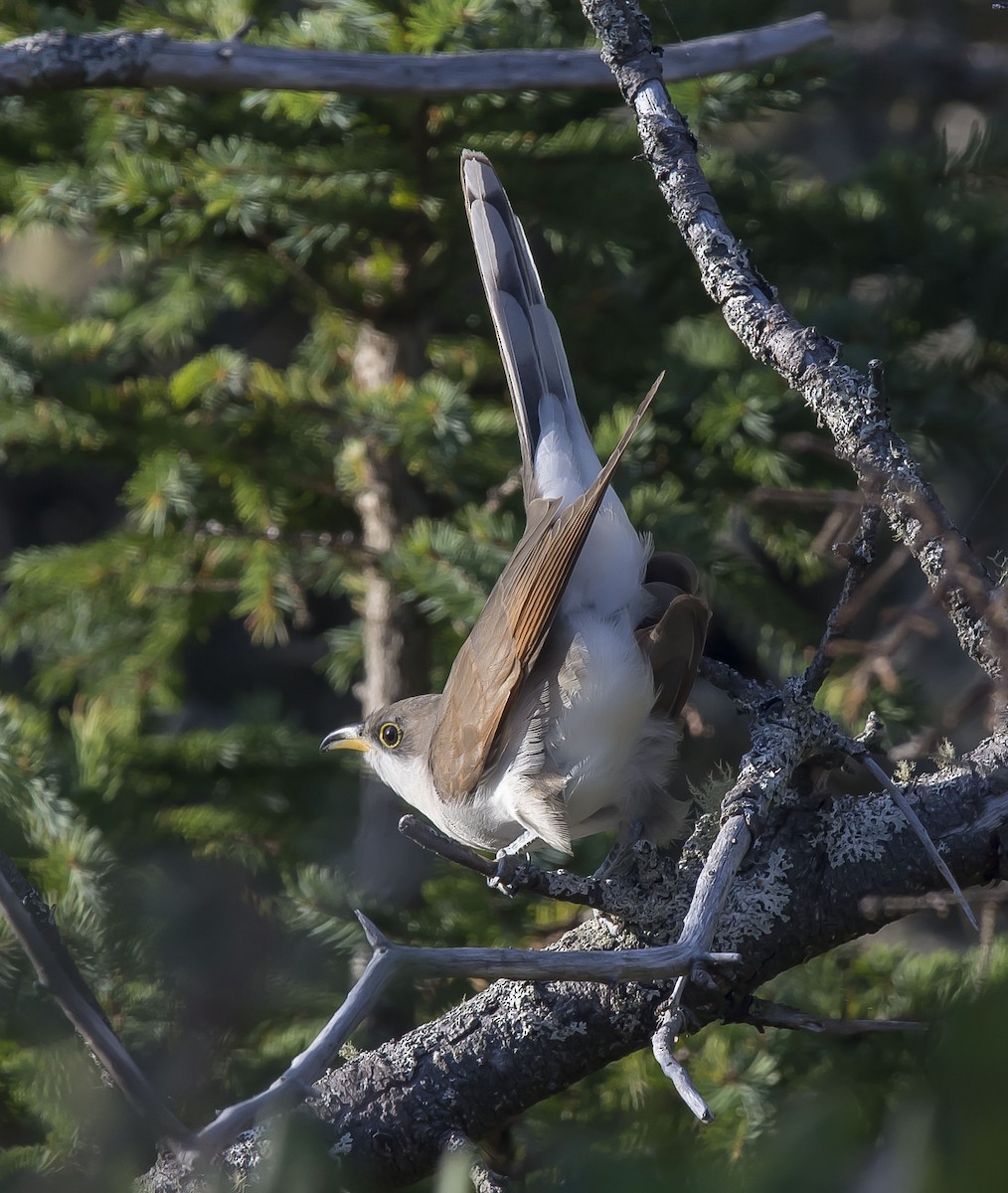 Yellow-billed Cuckoo - Ronnie d'Entremont