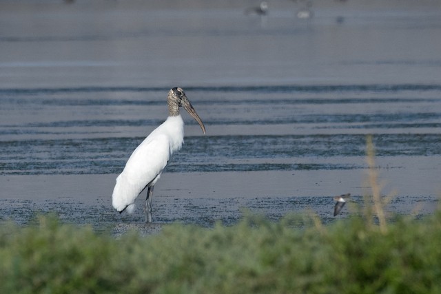 Wood Stork