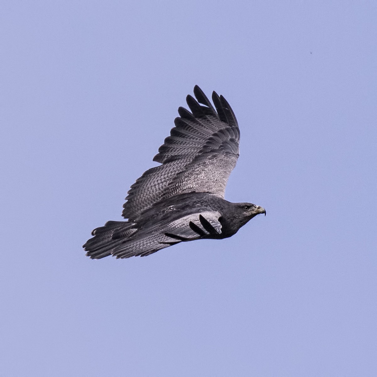 Black-chested Buzzard-Eagle - Peter Hawrylyshyn