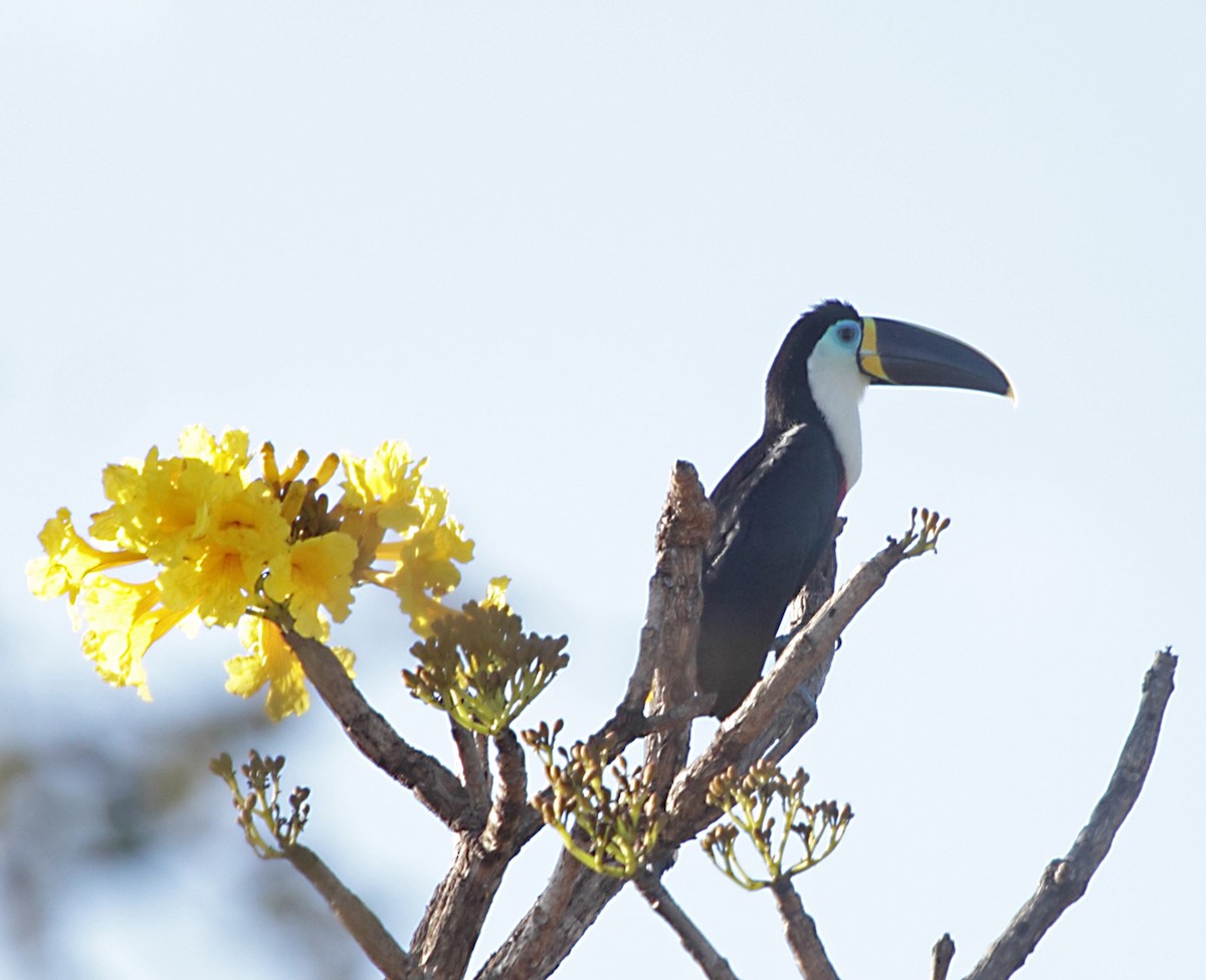 Channel-billed Toucan - Myles McNally