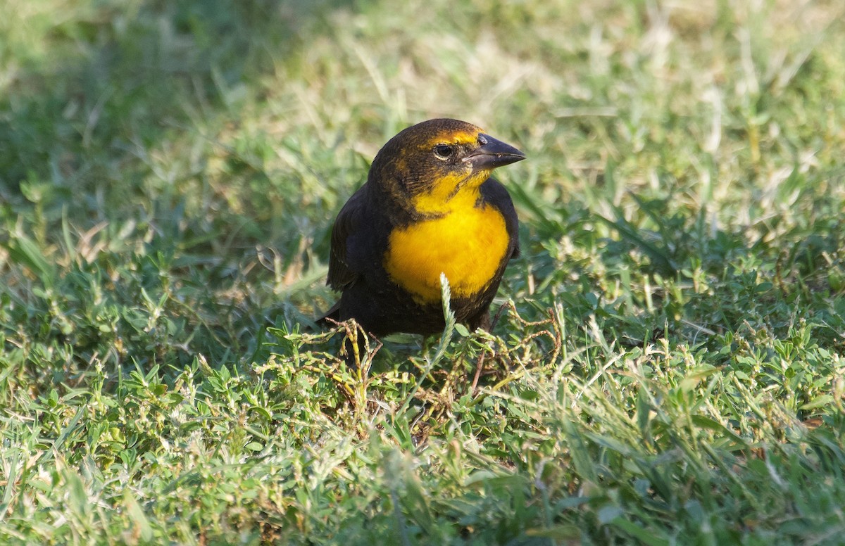 Yellow-headed Blackbird - ML268538451