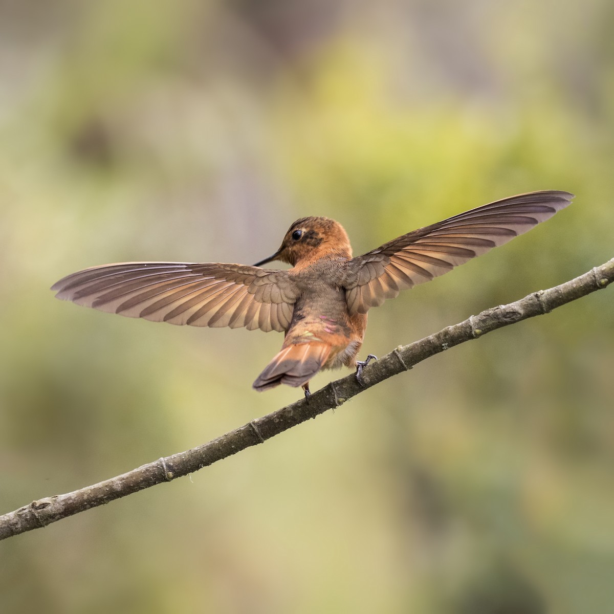 kolibřík duhovohřbetý - ML26853891