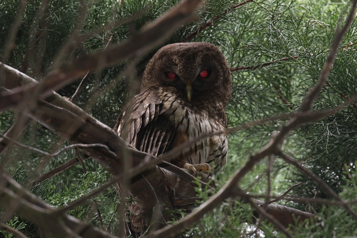 Mottled Owl - ML26854201