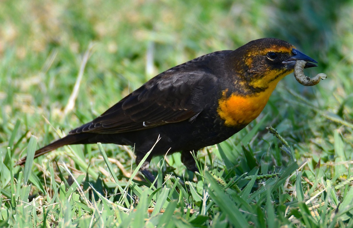 Yellow-headed Blackbird - ML268542701