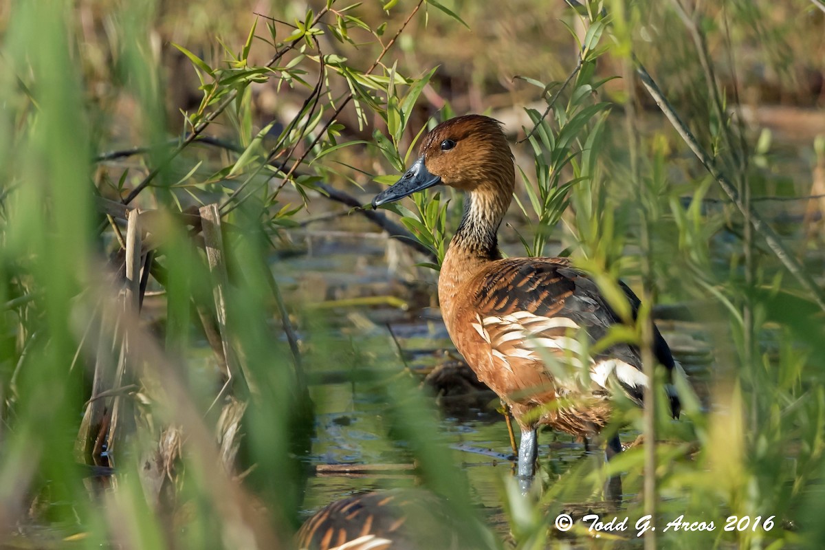 Fulvous Whistling-Duck - ML26854401