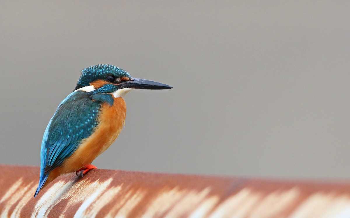 Common Kingfisher - Ian Davies