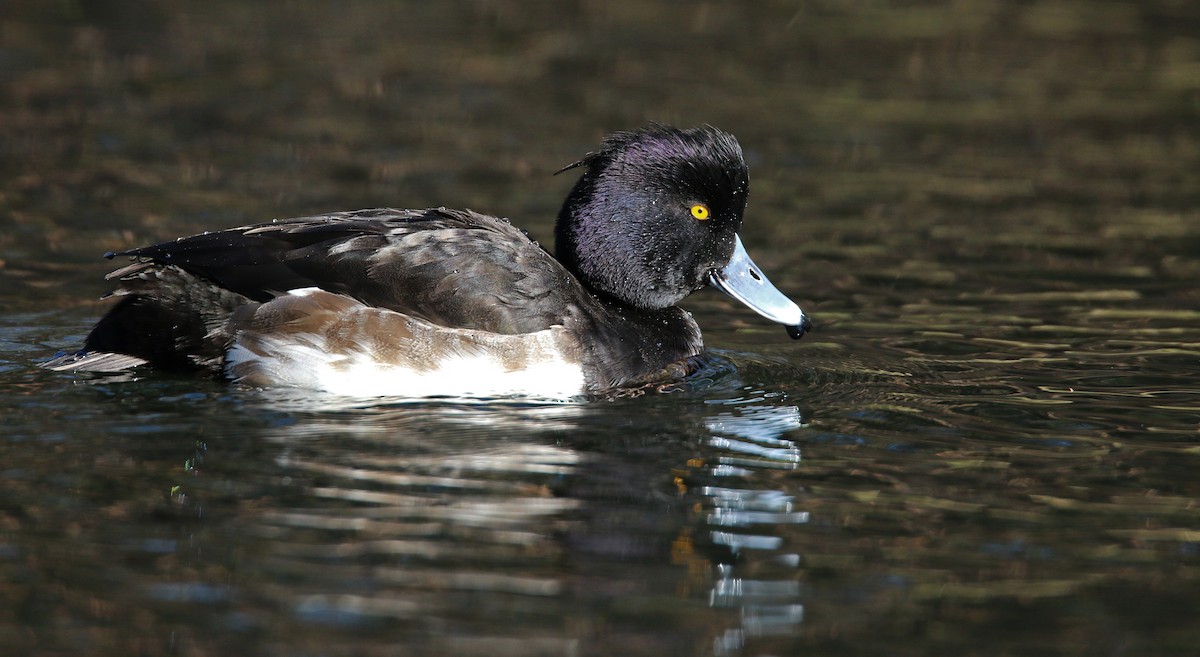 Tufted Duck - ML26854851
