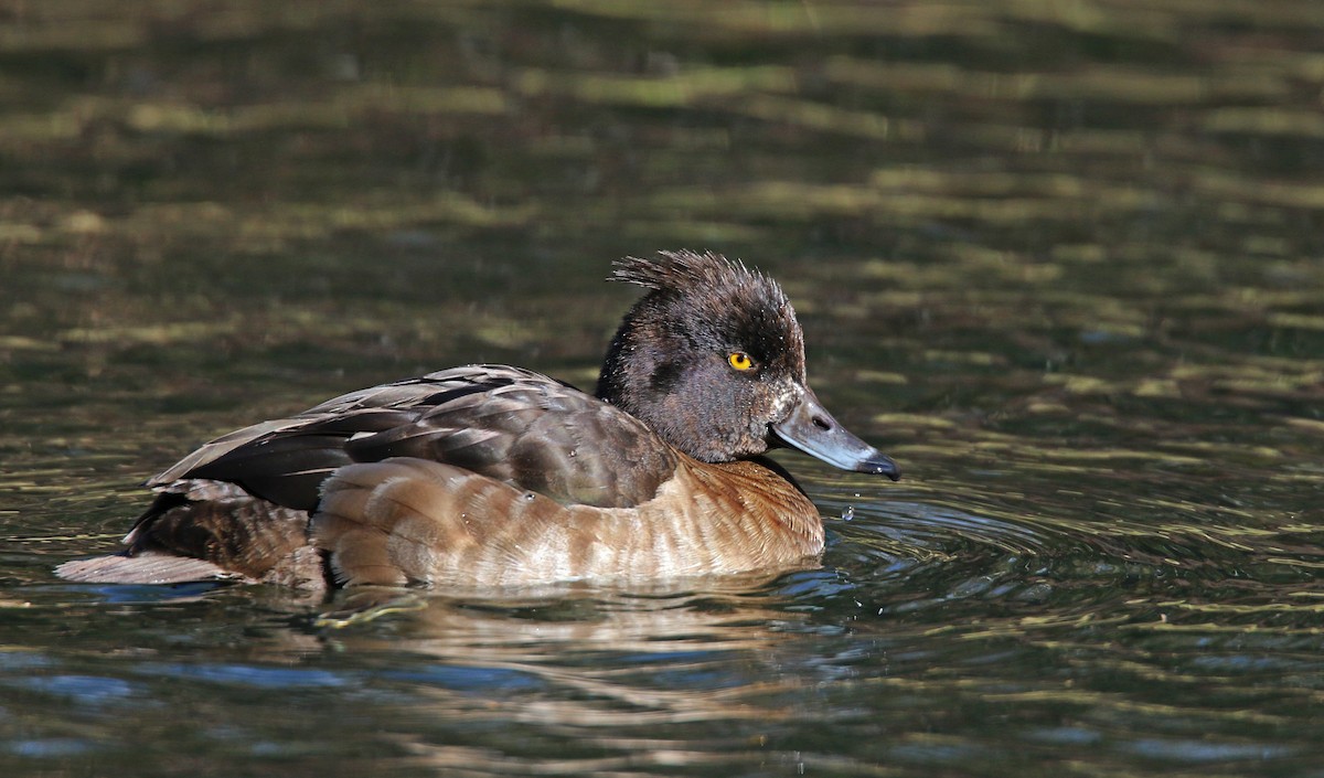 Tufted Duck - ML26854861